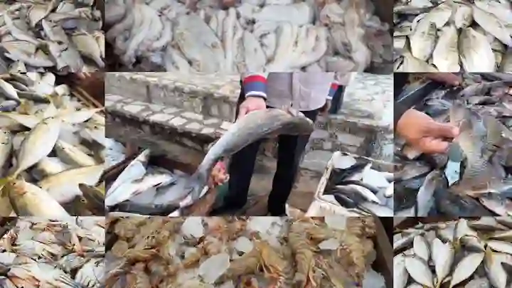 سوق السمك النهاردة.. سعر الأسماك اليوم في السوق ومحلات بيع السمك "سعر كل الأنواع والأحجام"