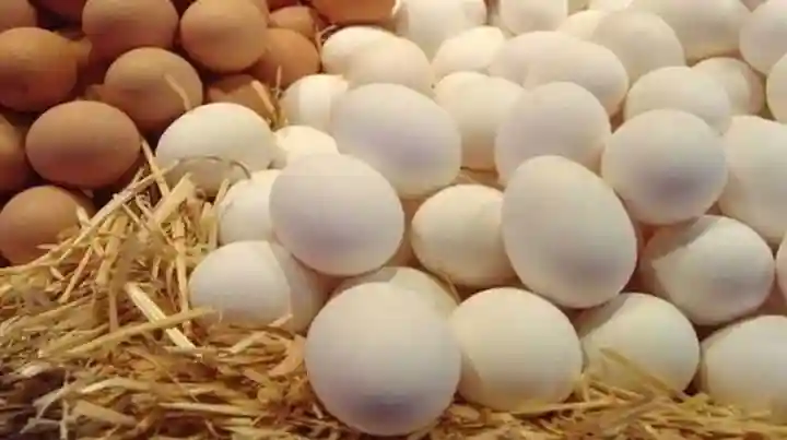 الأبيض والأحمر.. أسعار البيض اليوم في السوق بمصر تواصل الانخفاض في سعر الكرتونة