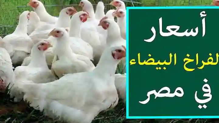 بورصه الدواجن اليوم الفراخ البيضاء..سعر الدواجن اليوم بعد الانخفاض الأخير وسعر كرتونة البيض