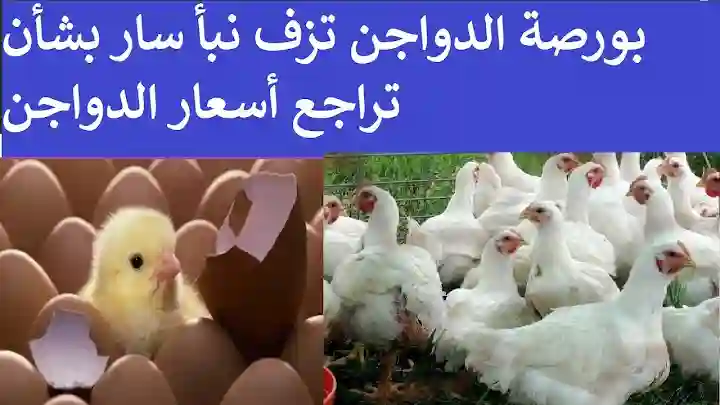 بورصة الدواجن اليوم.. سعر الفراخ البيضا والساسو وطبق البيض بكام؟